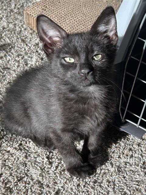 BEAR, a cat for adoption from Sacramento County Animal Care and Regulation