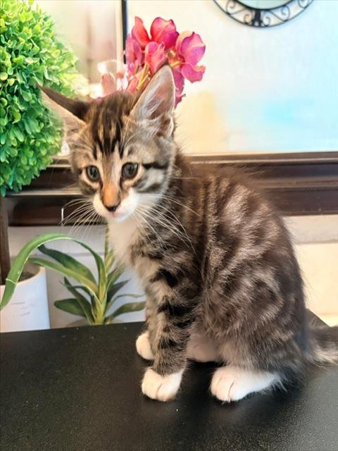 ATLAS, a cat for adoption from Sacramento County Animal Care and Regulation