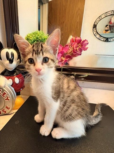 KELSEY, a cat for adoption from Sacramento County Animal Care and Regulation