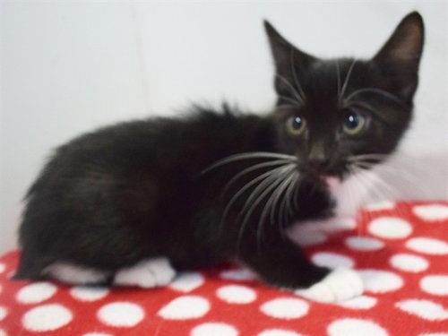 MISTY, a cat for adoption from Sacramento County Animal Care and Regulation