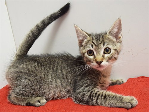 CRACKLE, a cat for adoption from Sacramento County Animal Care and Regulation