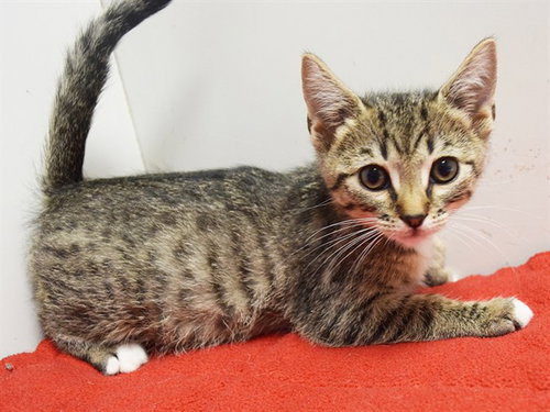POP, a cat for adoption from Sacramento County Animal Care and Regulation