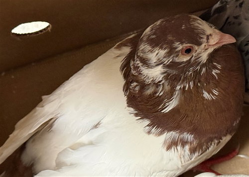 A929638, a poultry for adoption from Sacramento County Animal Care and Regulation