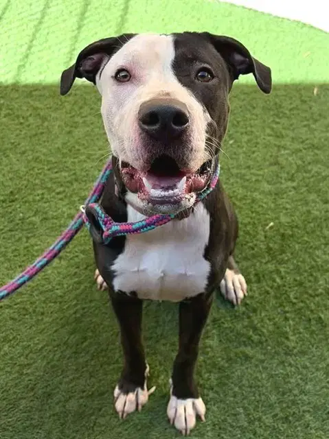 Trixie - Pit Bull Terrier