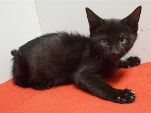 *MISSY, a cat for adoption from Sacramento County Animal Care and Regulation