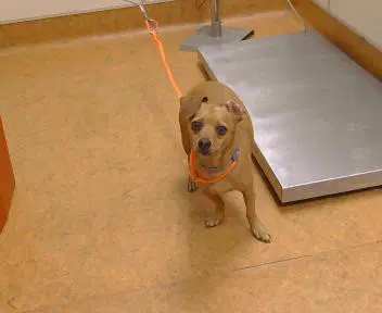 Chico image 1