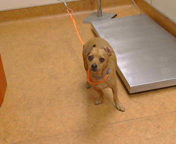 CHICO, a dog for adoption from Sacramento County Animal Care and Regulation