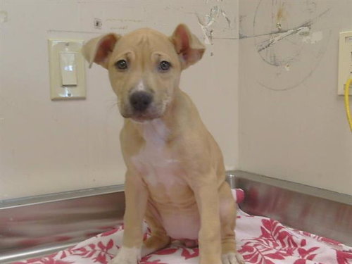 *SUZIE, a dog for adoption from Sacramento County Animal Care and Regulation