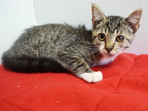 *WINSTON, a cat for adoption from Sacramento County Animal Care and Regulation