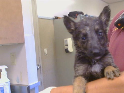 *CLAUDIA, a dog for adoption from Sacramento County Animal Care and Regulation