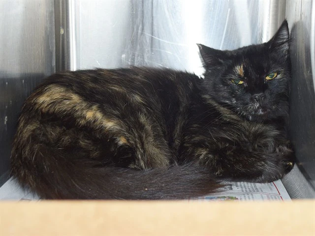 Samantha Barn Cat