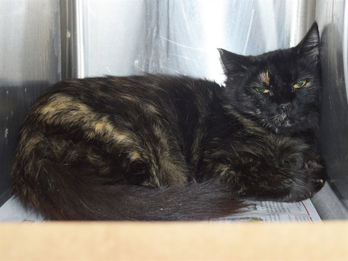 *SAMANTHA (BARN CAT), a cat for adoption from Sacramento County Animal Care and Regulation