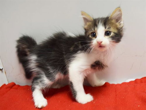 A929699, a cat for adoption from Sacramento County Animal Care and Regulation