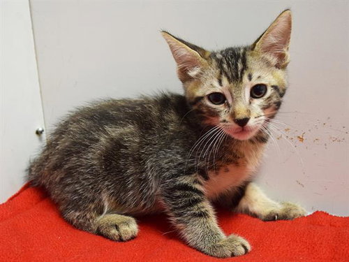 A929701, a cat for adoption from Sacramento County Animal Care and Regulation