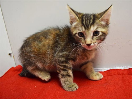 A929702, a cat for adoption from Sacramento County Animal Care and Regulation