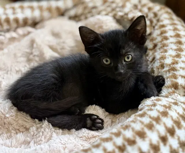 Suki image 1
