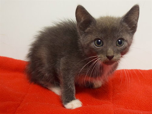 *POPEYE, a cat for adoption from Sacramento County Animal Care and Regulation