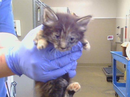 A927121, a cat for adoption from Sacramento County Animal Care and Regulation