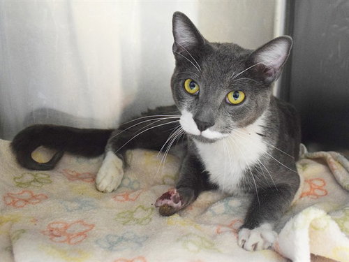 *TYSON, a cat for adoption from Sacramento County Animal Care and Regulation