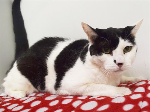 KITTY, a cat for adoption from Sacramento County Animal Care and Regulation