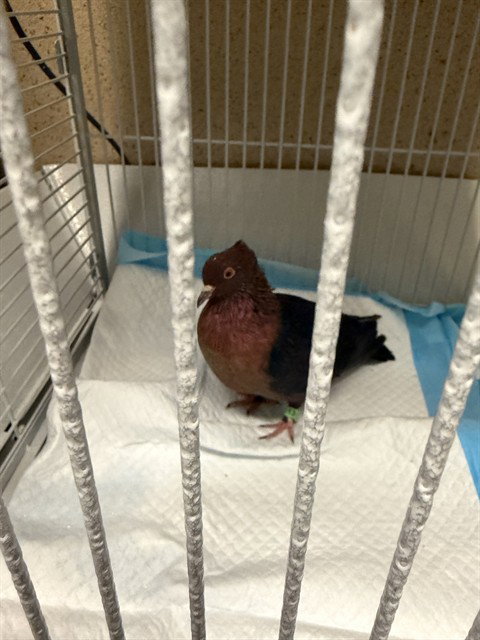 A929884, a poultry for adoption from Sacramento County Animal Care and Regulation