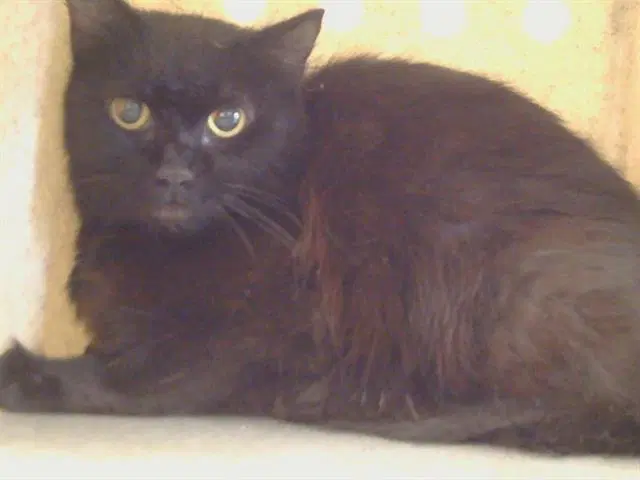 Unknown - Domestic Medium Hair