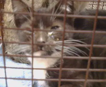 Loden - Domestic Short Hair