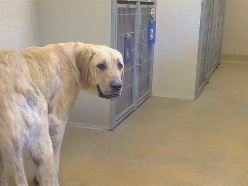 DUKE, a dog for adoption from Sacramento County Animal Care and Regulation