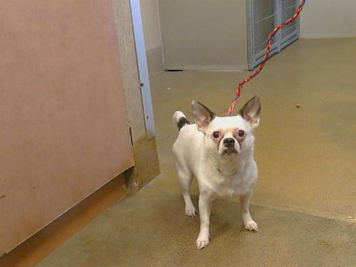 *POGGIN, a dog for adoption from Sacramento County Animal Care and Regulation