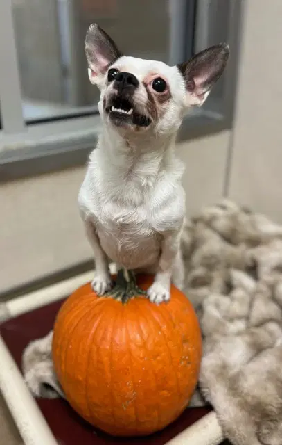 Poggin - Chihuahua