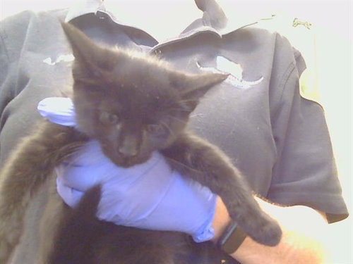 A930126, a cat for adoption from Sacramento County Animal Care and Regulation