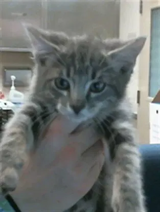 Broccoli - Domestic Short Hair