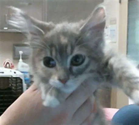 Zucchini - Domestic Short Hair