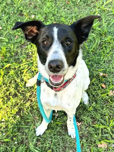 Kira - Border Collie