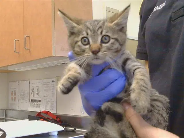 Gary - Domestic Short Hair