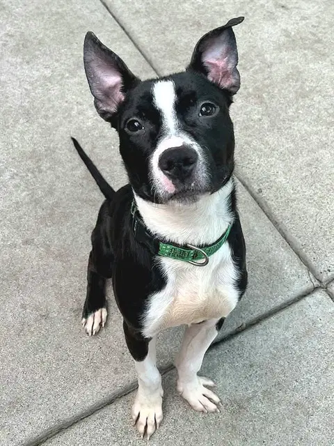 Raider - Pit Bull Terrier