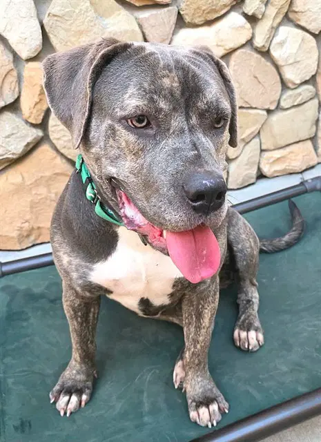 Bumpette - Mastiff