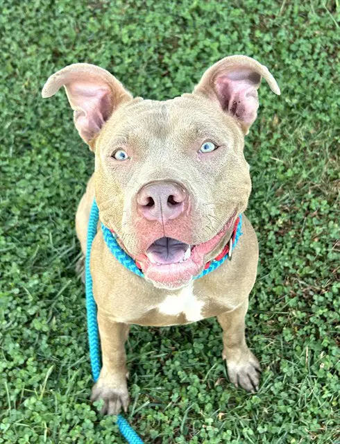 Shortcake - Pit Bull Terrier