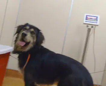 Gung Ho - Australian Shepherd