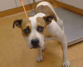 Diva The Pop Star - Pit Bull Terrier
