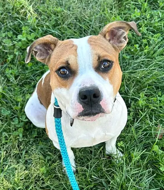 Diva The Pop Star - Pit Bull Terrier