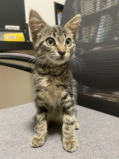 Kapernicus - Domestic Short Hair