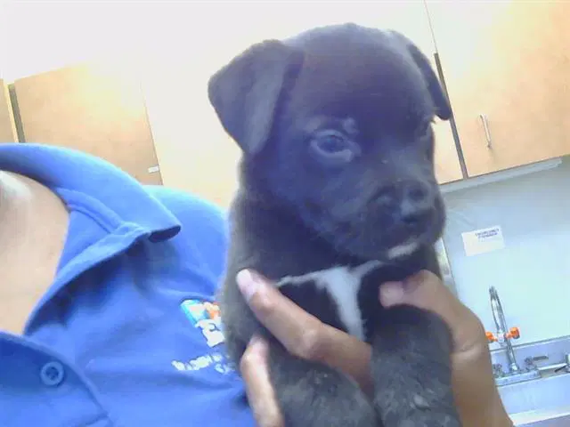 Bear - Labrador Retriever