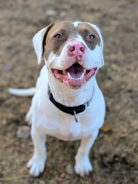 Teddy - Pit Bull Terrier