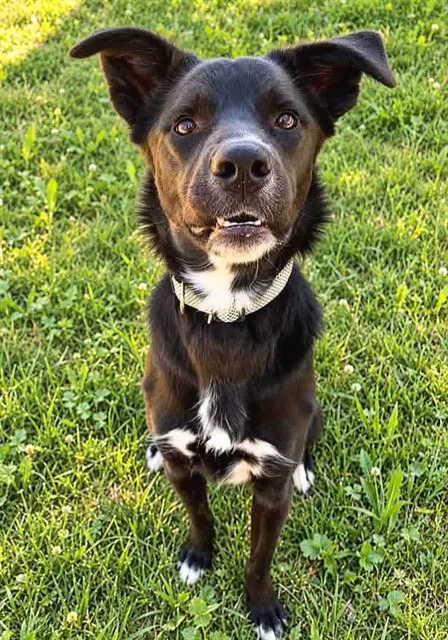 Bella - German Shepherd Dog