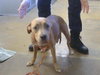 *POPPLE — Sacramento, CA Adoption