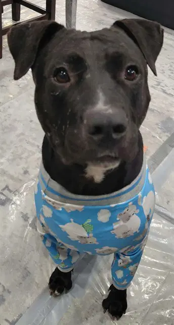 Sassice - Pit Bull Terrier