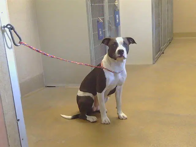 Starstream - Pit Bull Terrier