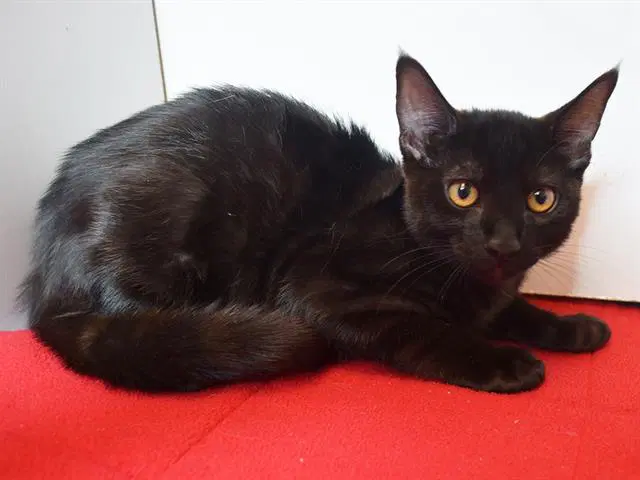 Cory - Domestic Short Hair