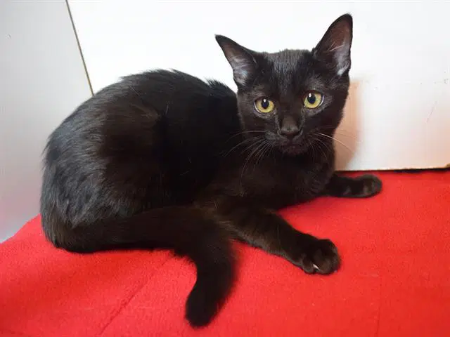 Topanga - Domestic Short Hair